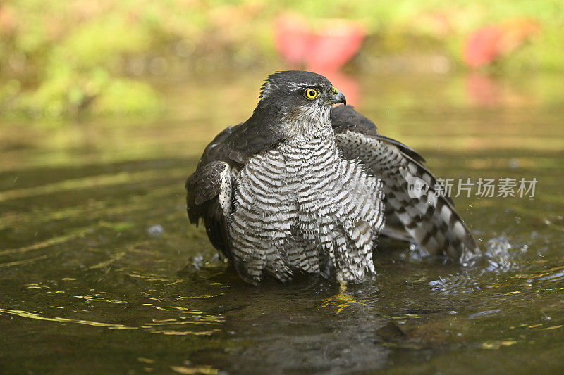 欧亚雀鹰(学名:Accipiter nisus)